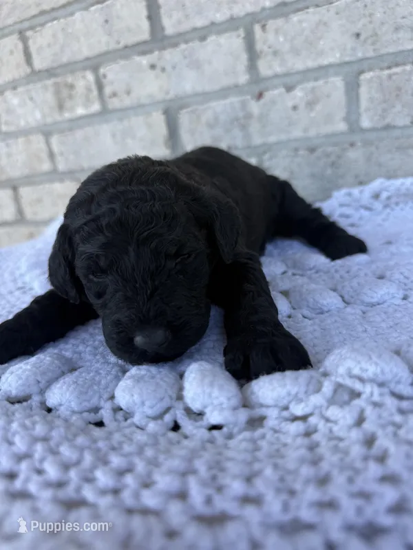 Sky – Labradoodle puppy for sale in Benton, IL