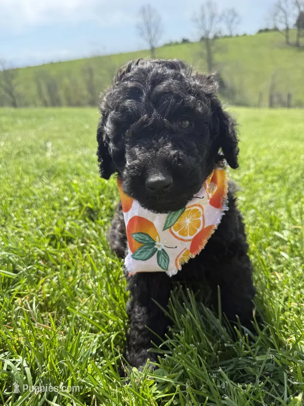 Sky – Labradoodle puppy for sale in Benton, IL