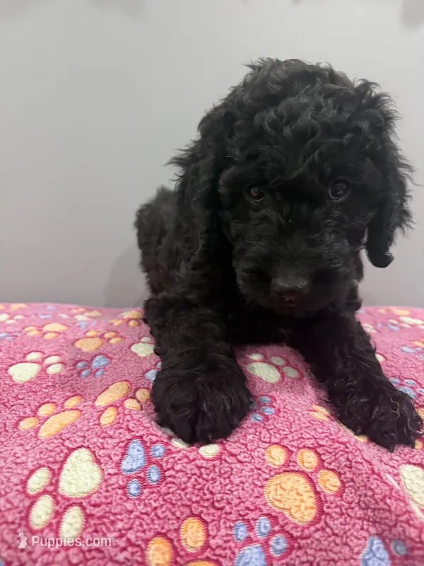 Sky, a female Labradoodle for sale in Benton, IL – Photo 1 of 4