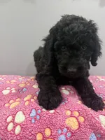 Sky, a female Labradoodle for sale in Benton, IL – Photo 1 of 4