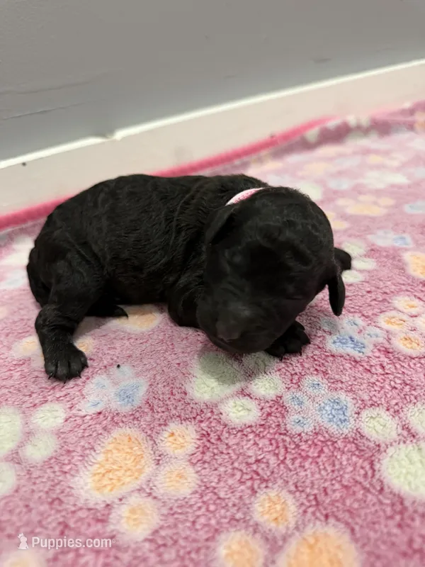 Sky – Labradoodle puppy for sale in Benton, IL