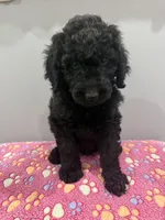 Sky, a female Labradoodle for sale in Benton, IL – Photo 2 of 4