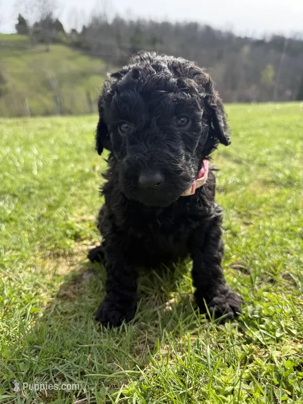 Sky – Labradoodle puppy for sale in Benton, IL