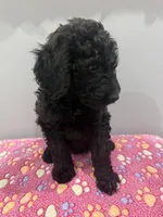 Sky, a female Labradoodle for sale in Benton, IL – Photo 3 of 4