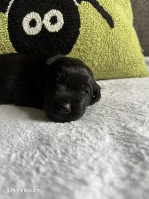 Jet – Labradoodle puppy for sale in Benton, IL