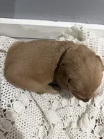 processed/e93b71a7-7f17-4f0e-bb68-e30d225cc0ab/listing/40c20722-86c2-46a4-ab55-22ab8599a422/1ab00fa4-059c-4149-b54e-ab382b8ef101