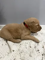 processed/e93b71a7-7f17-4f0e-bb68-e30d225cc0ab/listing/40c20722-86c2-46a4-ab55-22ab8599a422/42f998dc-76bc-42fd-9c08-c75abadc5bd9