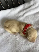Benji, a male Golden Retriever for sale in Benton, IL – 3 of 5