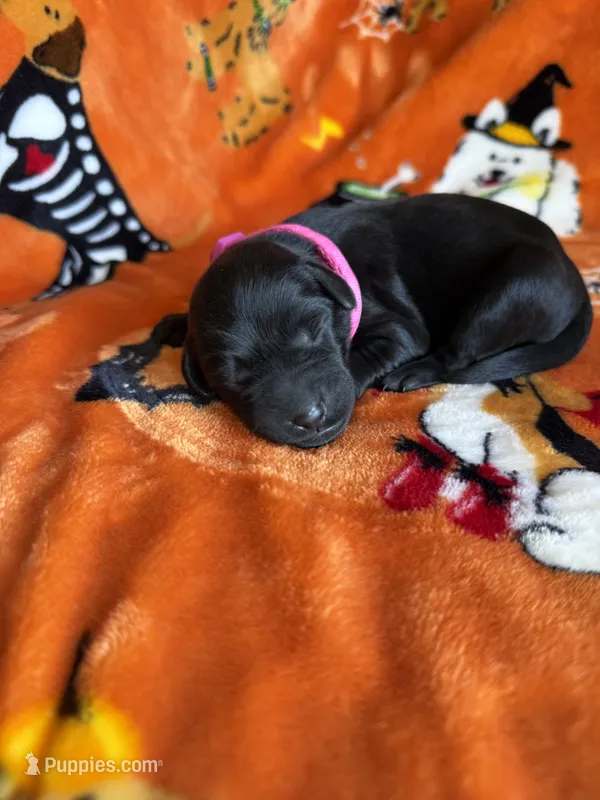 Raven – Labradoodle puppy for sale in Benton, IL