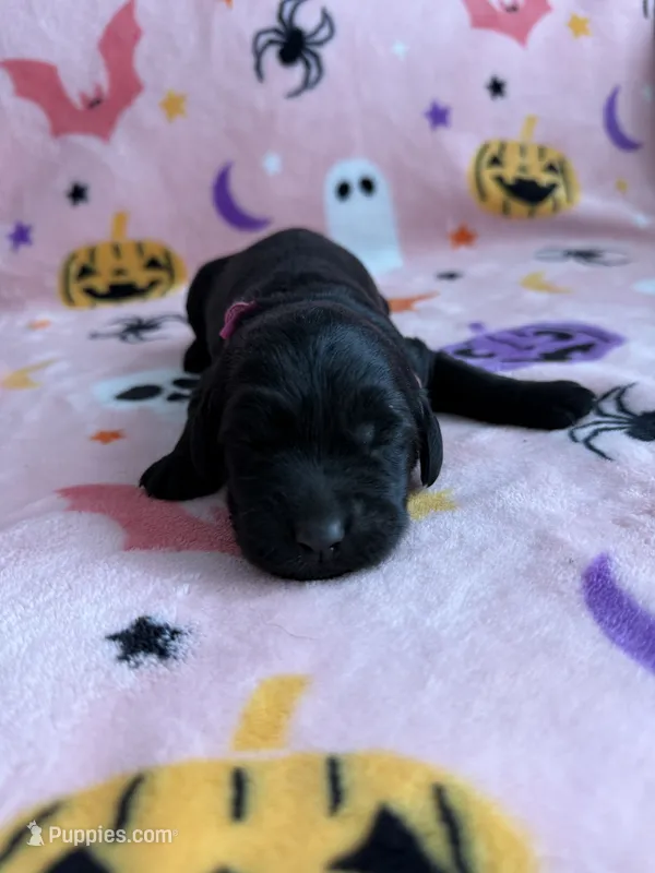 Raven – Labradoodle puppy for sale in Benton, IL