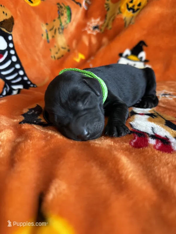 Jet – Labradoodle puppy for sale in Benton, IL