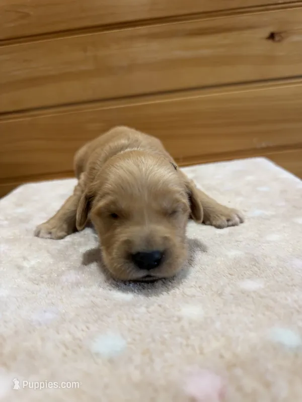 Elvis – Golden Retriever puppy for sale in Benton, IL