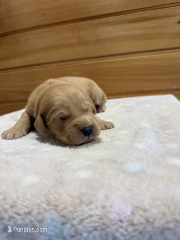 Clyde – Golden Retriever puppy for sale in Benton, IL