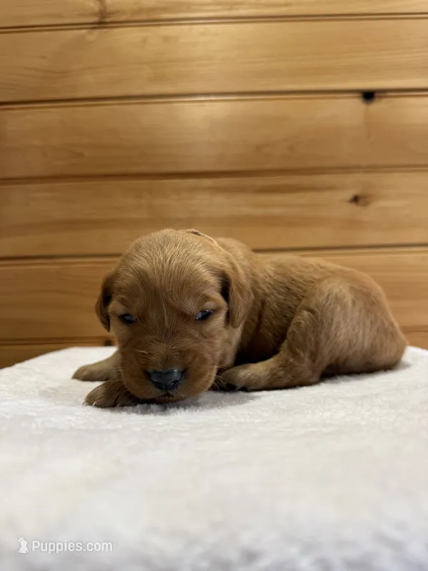 Paisley – Golden Retriever puppy for sale in Benton, IL