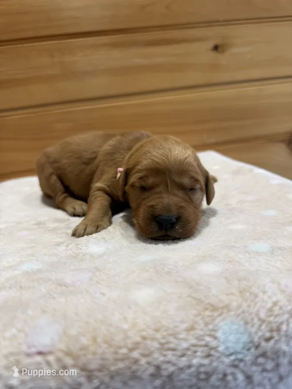 Paisley – Golden Retriever puppy for sale in Benton, IL