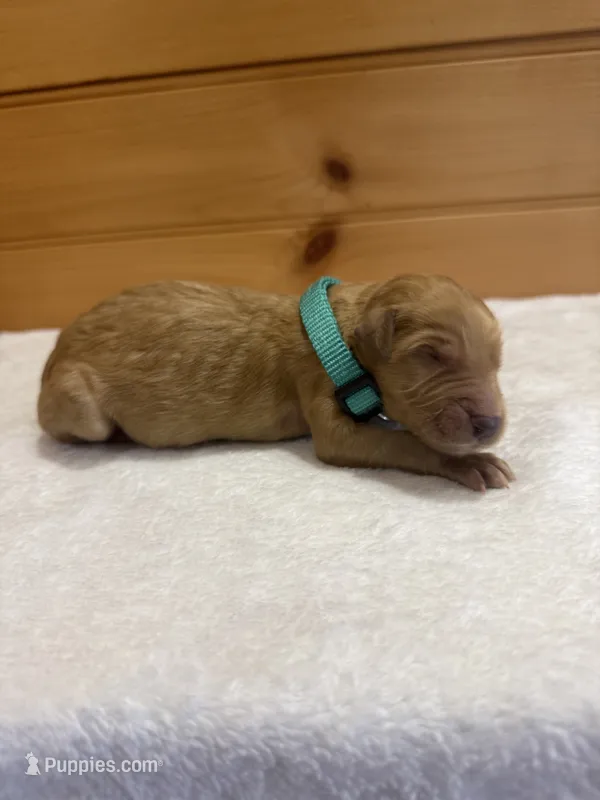 Bullseye – Goldendoodle puppy for sale in Benton, IL