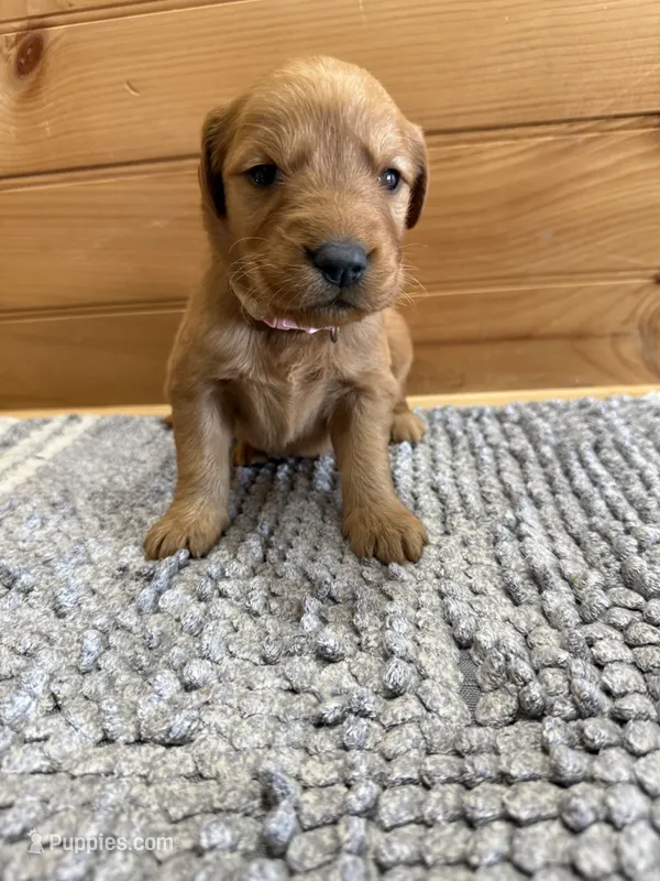 Paisley – Golden Retriever puppy for sale in Benton, IL