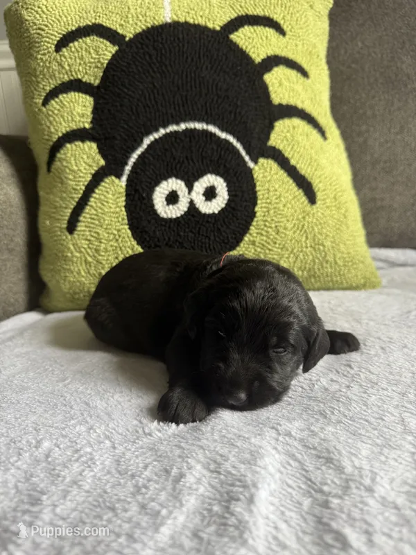Dexter – Labradoodle puppy for sale in Benton, IL