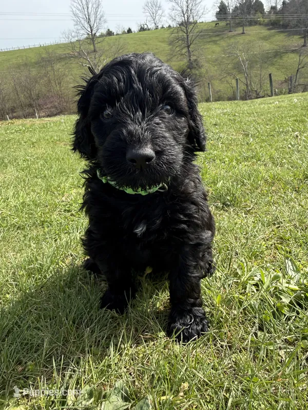 Teddy – Labradoodle puppy for sale in Benton, IL