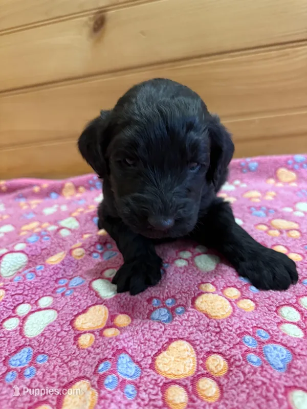 Teddy – Labradoodle puppy for sale in Benton, IL