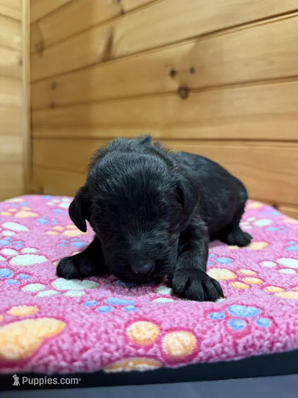 Teddy – Labradoodle puppy for sale in Benton, IL