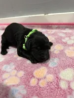 Teddy, a male Labradoodle for sale in Benton, IL – Photo 2 of 5