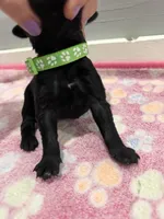 Teddy, a male Labradoodle for sale in Benton, IL – Photo 4 of 5