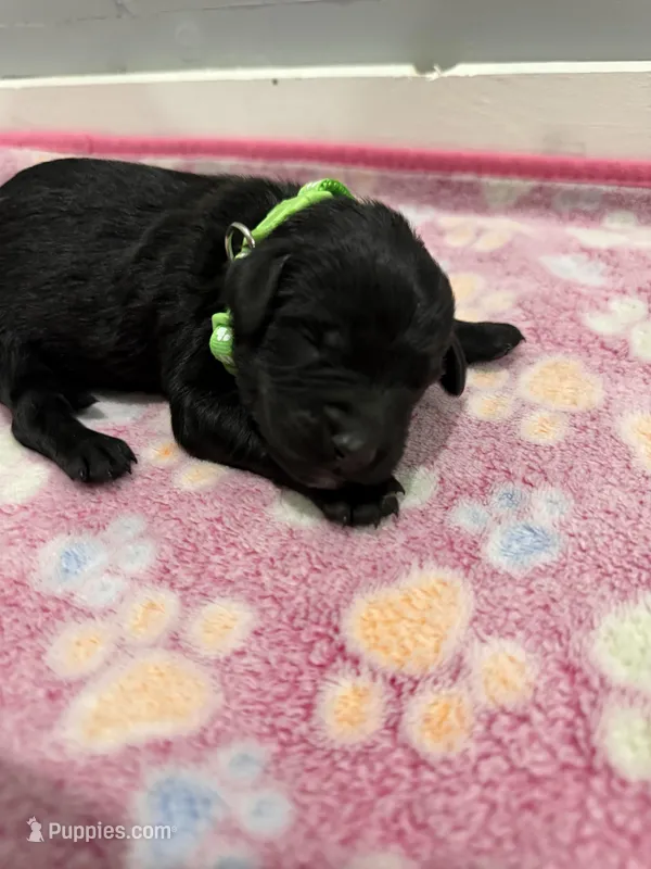 Teddy – Labradoodle puppy for sale in Benton, IL