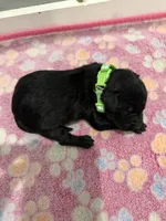 Teddy, a male Labradoodle for sale in Benton, IL – Photo 5 of 5