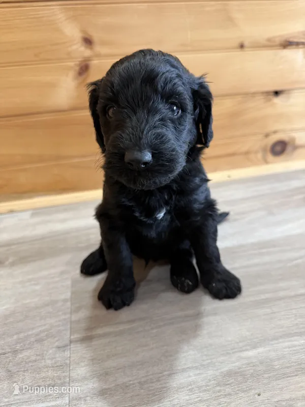 Teddy – Labradoodle puppy for sale in Benton, IL
