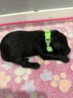 Teddy, a male Labradoodle for sale in Benton, IL – Photo 3 of 5