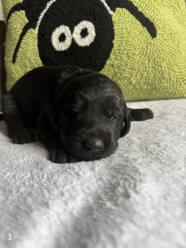 Duke – Labradoodle puppy for sale in Benton, IL