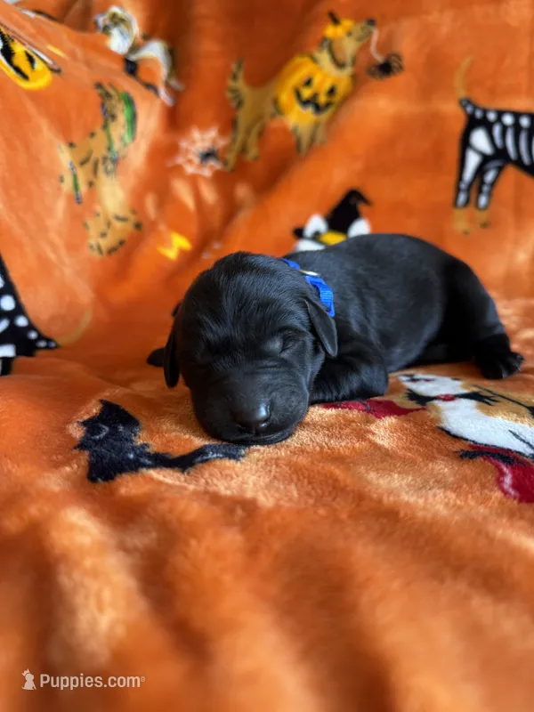 Duke – Labradoodle puppy for sale in Benton, IL
