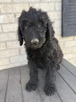 Remi, a female Labradoodle for sale in Benton, IL – 2 of 4