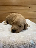 Honey, a female Goldendoodle for sale in Benton, IL – 2 of 5