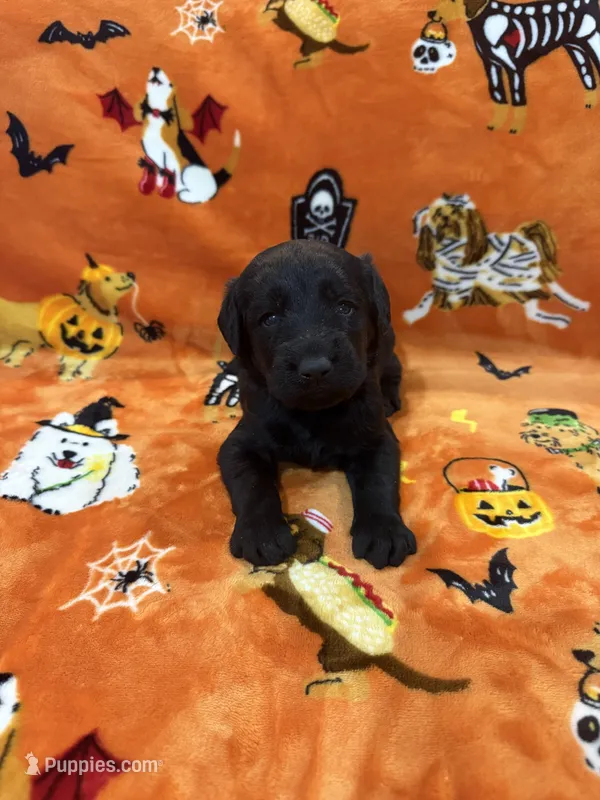 Dexter – Labradoodle puppy for sale in Benton, IL