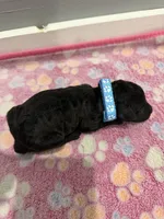 Simba, a male Labradoodle for sale in Benton, IL – Photo 4 of 4