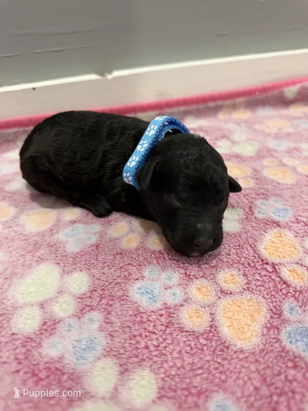 Simba – Labradoodle puppy for sale in Benton, IL