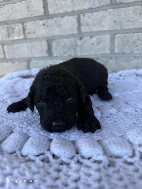 Simba – Labradoodle puppy for sale in Benton, IL