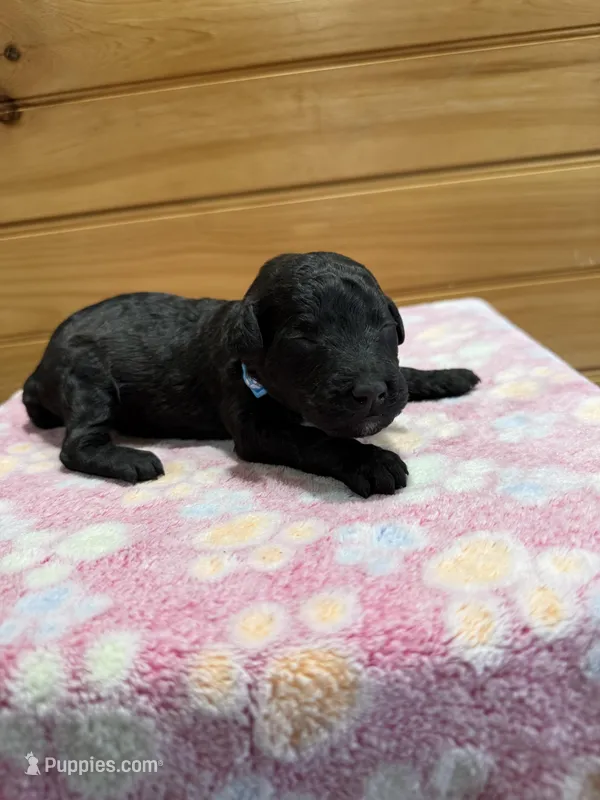 Simba – Labradoodle puppy for sale in Benton, IL