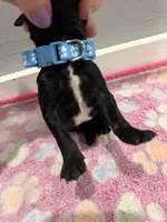 Simba, a male Labradoodle for sale in Benton, IL – Photo 3 of 4