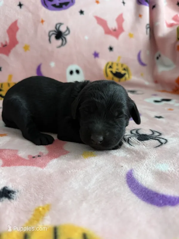 Jet – Labradoodle puppy for sale in Benton, IL