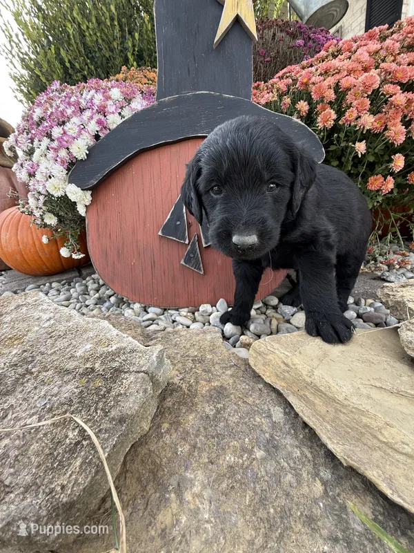 Finn – Labradoodle puppy for sale in Benton, IL