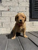 Marley, a female Golden Retriever for sale in Benton, IL – 4 of 4