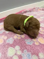 Mia , a male Labradoodle for sale in Benton, IL – Photo 4 of 5