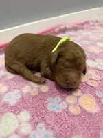 Mia , a male Labradoodle for sale in Benton, IL – Photo 3 of 5