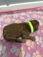 Mia , a male Labradoodle for sale in Benton, IL – Photo 5 of 5