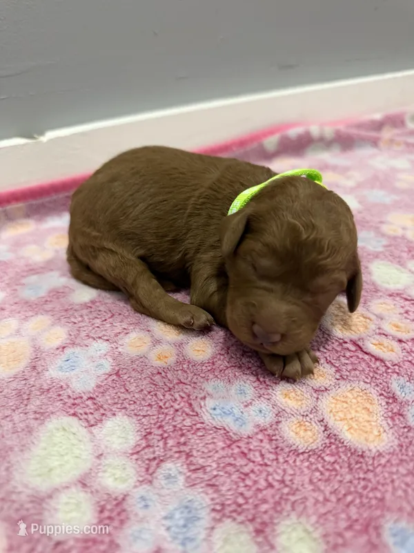 Mia  – Labradoodle puppy for sale in Benton, IL