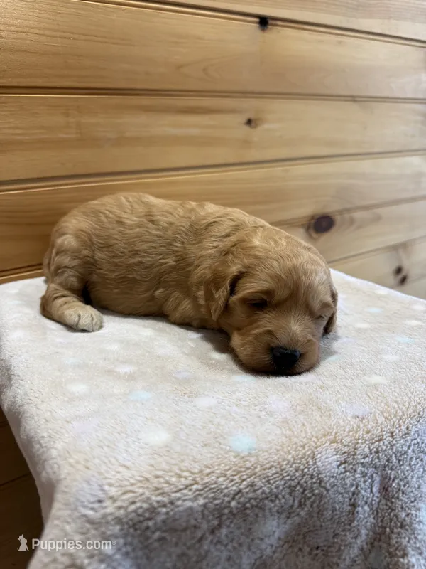 Honey – Goldendoodle puppy for sale in Benton, IL
