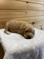 Honey, a female Goldendoodle for sale in Benton, IL – 1 of 5